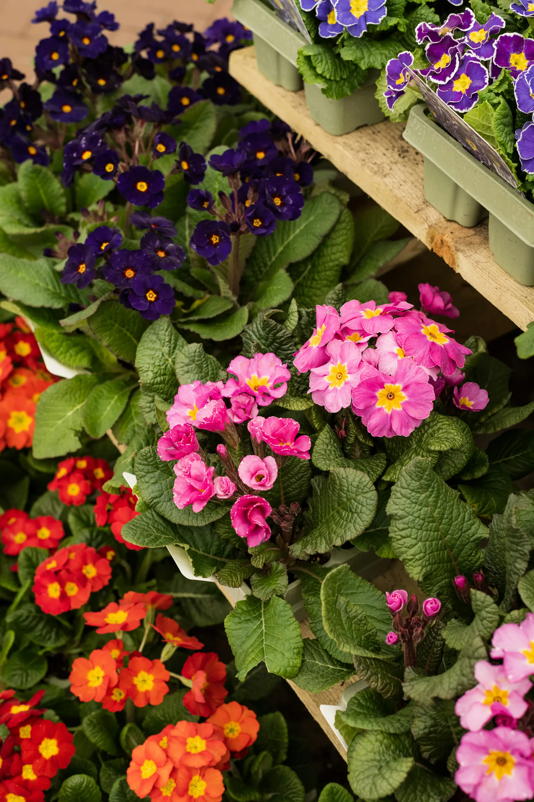 Balkon i taras